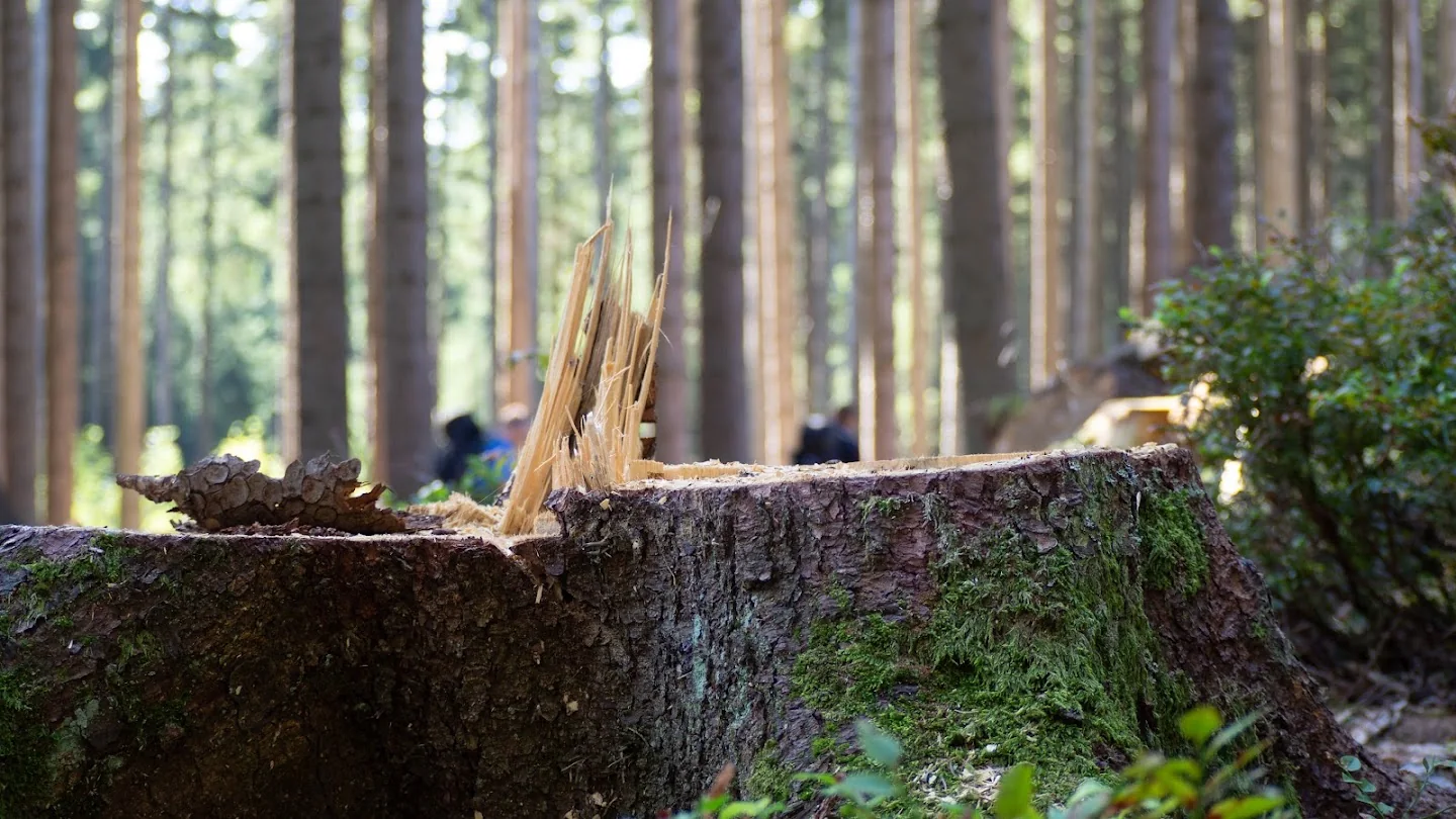 Spruce stump in the forest